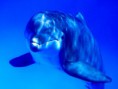 /album/galeria-de-fotos/delfin-1-jpg/